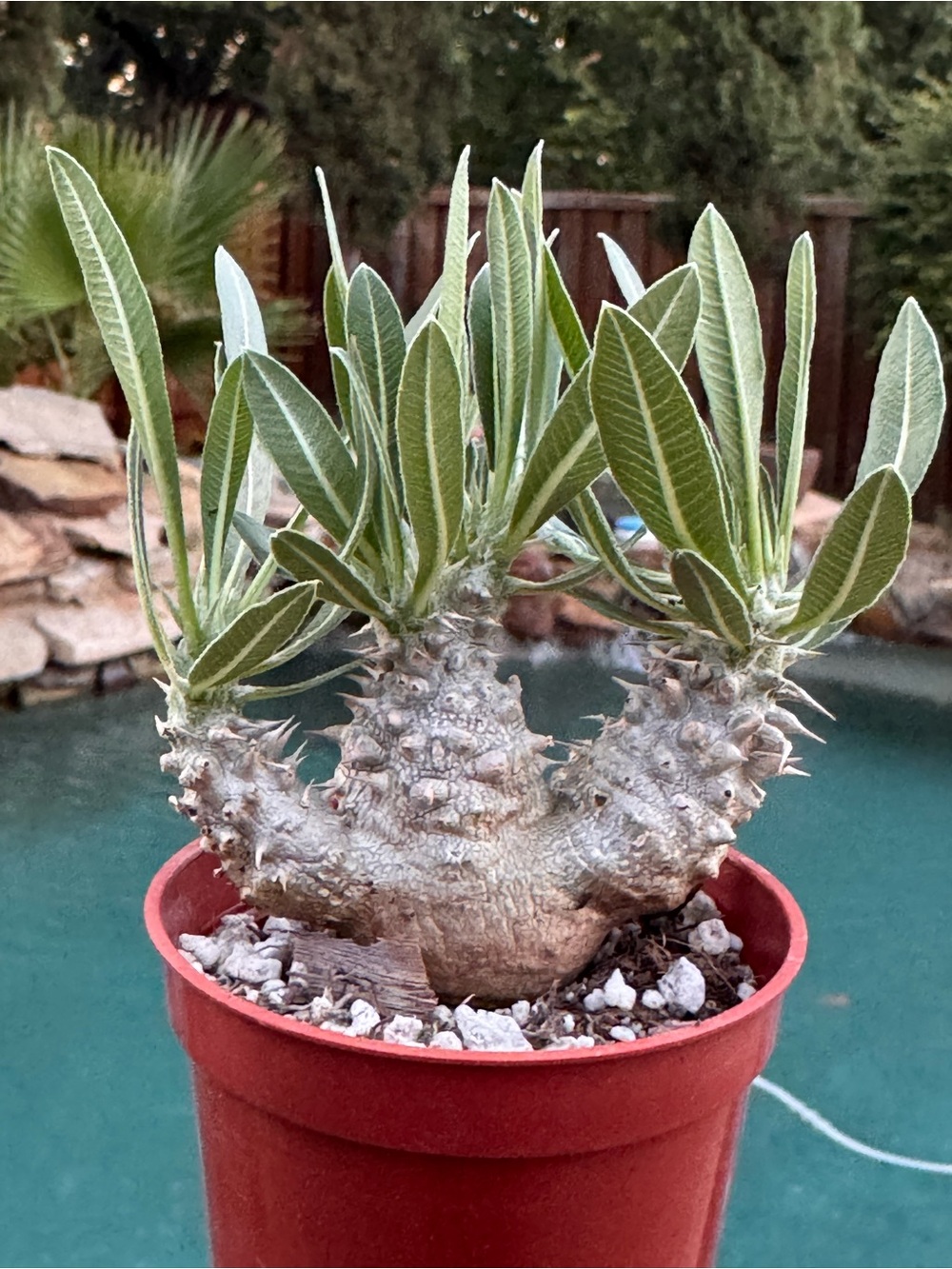 Pachypodium Densiflorum mini bonsai rare succulent